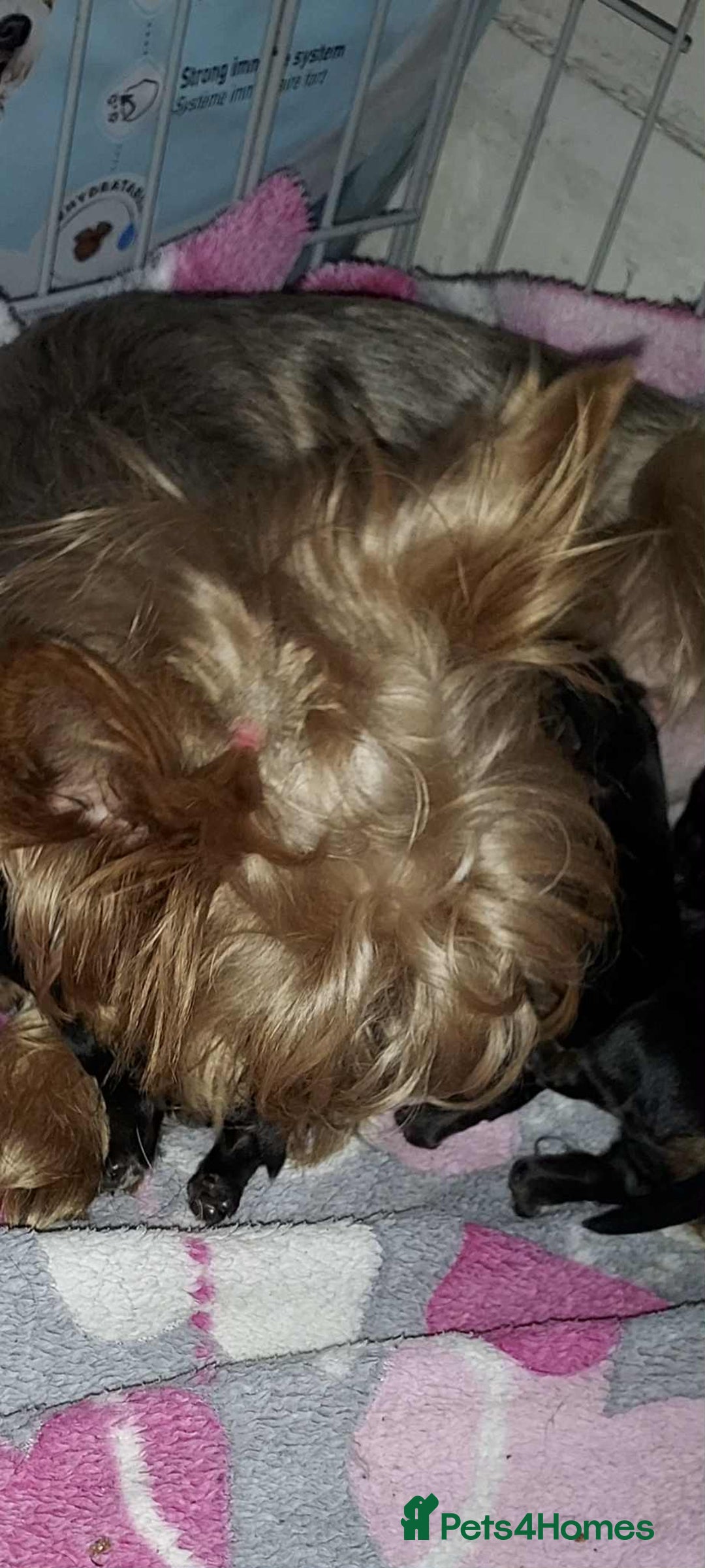 Yorkshire Terrier dogs for sale: Yorkshire terrier  - Image 4