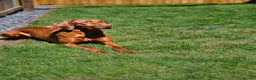 Hungarian Vizsla dogs for sale: 🏆🇭🇺 KC Registered Hungarian Vizsla Pups - Advert 5
