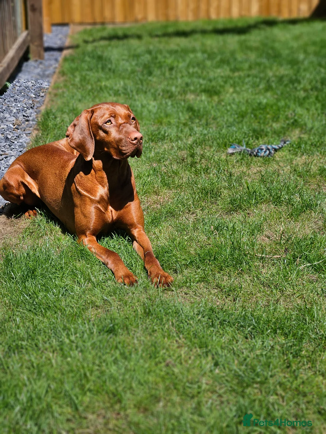 Hungarian Vizsla dogs for sale: 🏆🇭🇺 KC Registered fully trained HungarianVizsla - Advert 8