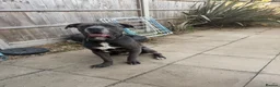 Cane Corso dogs for sale: Cane corso puppies - Advert 2