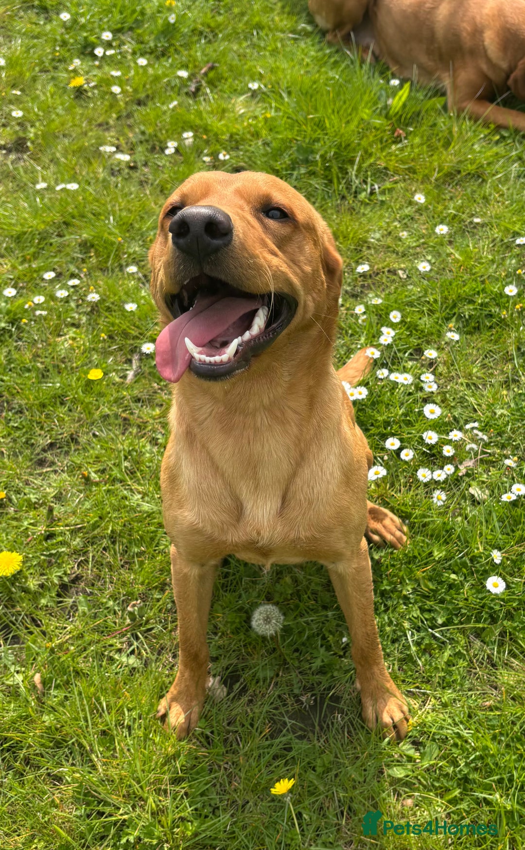 Labrador Retriever dogs for stud: Red Labrador Stud Dog - Image 9