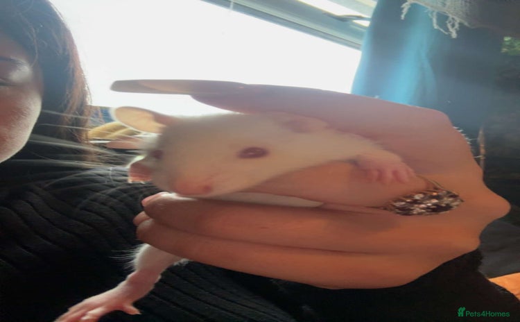 Rat rodents - Advert 1