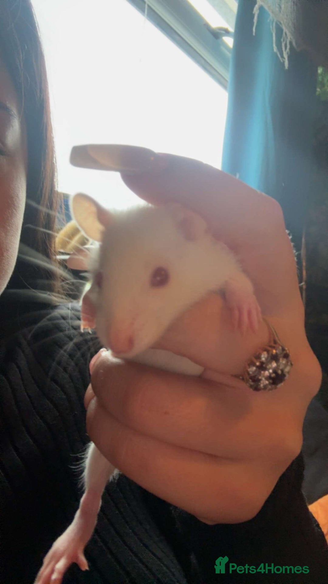 Rat rodents for sale: 4 Fancy Rats, 3 story cage and accessories  - Image 1