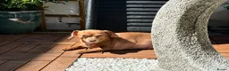 Chiweenie dogs for sale: 4yr old chiweenie looking for quiet home - Advert 7