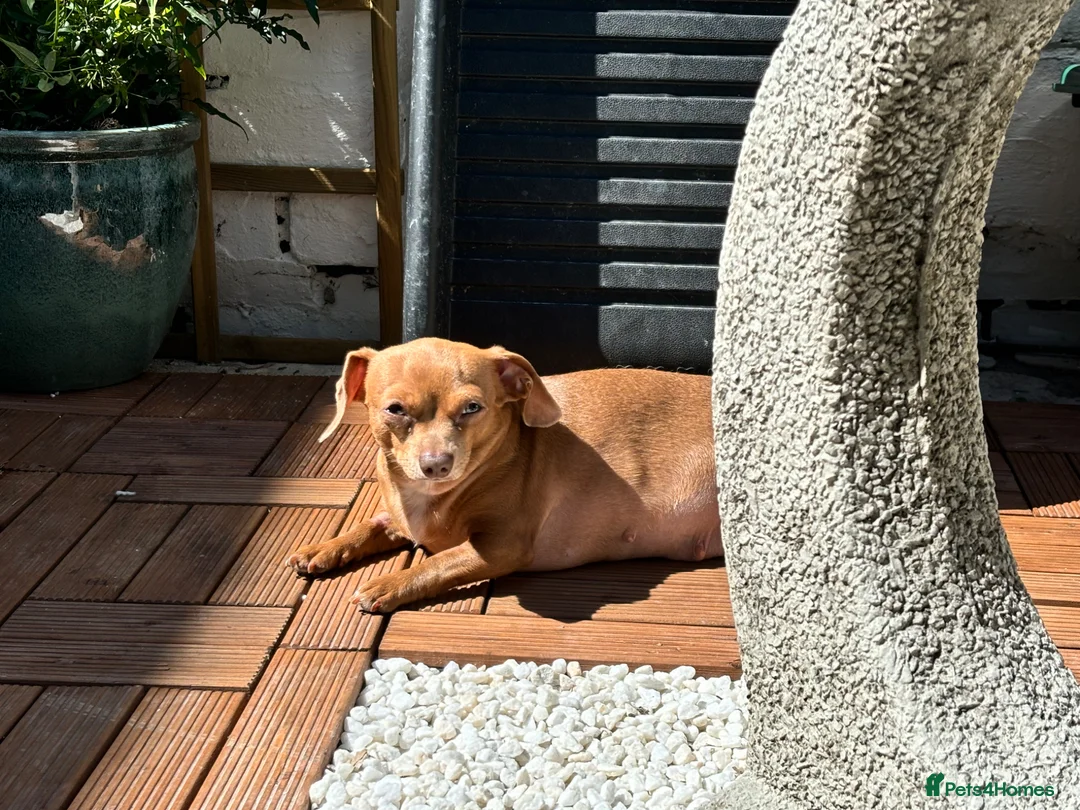 Chiweenie dogs for sale: 4yr old chiweenie looking for quiet home - Advert 7