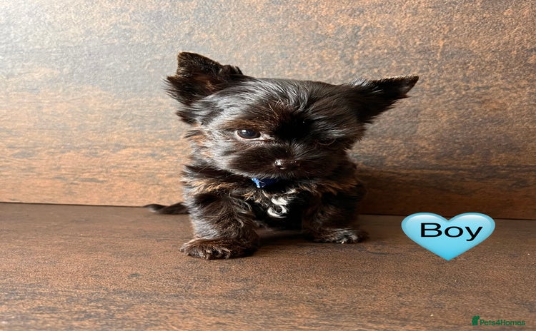 Yorkshire Terrier dogs - Advert 1