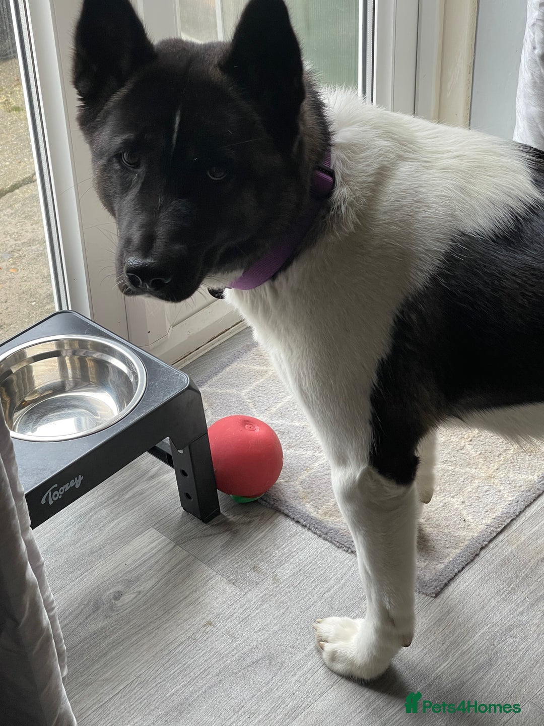 Akita dogs for sale: Female Akita  - Image 1