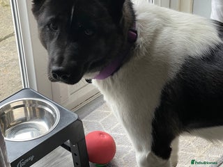 Akita dogs - Advert 3