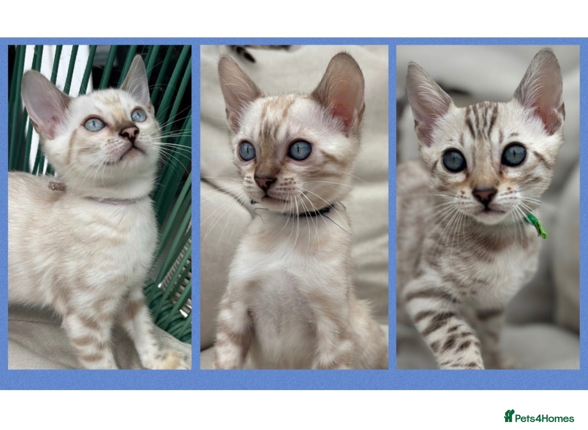 Bengal cats Pedigree Snow Glittery Bengals  - Advert 1