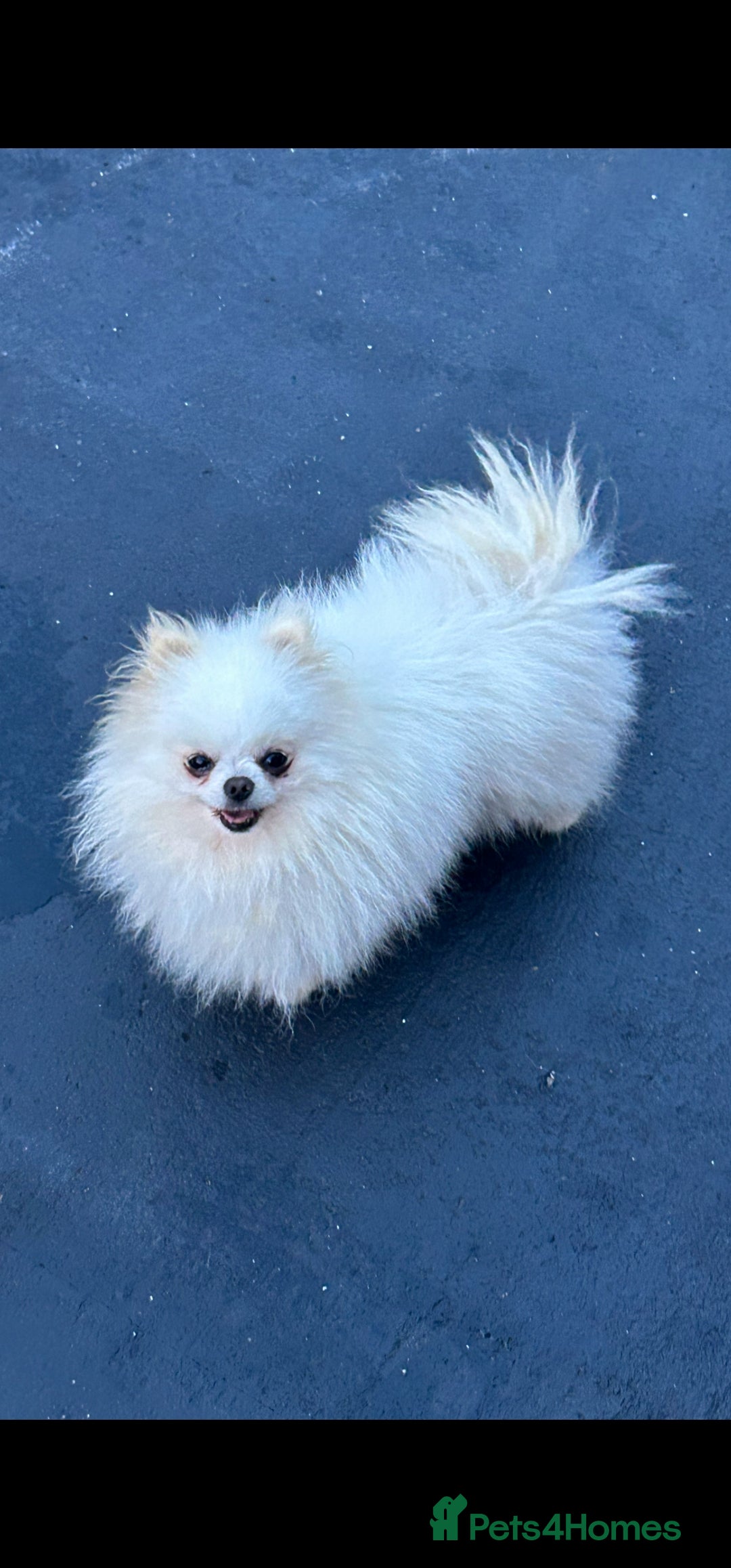 Pomeranian dogs for sale: 2 kc pomeranians male and female - Image 3