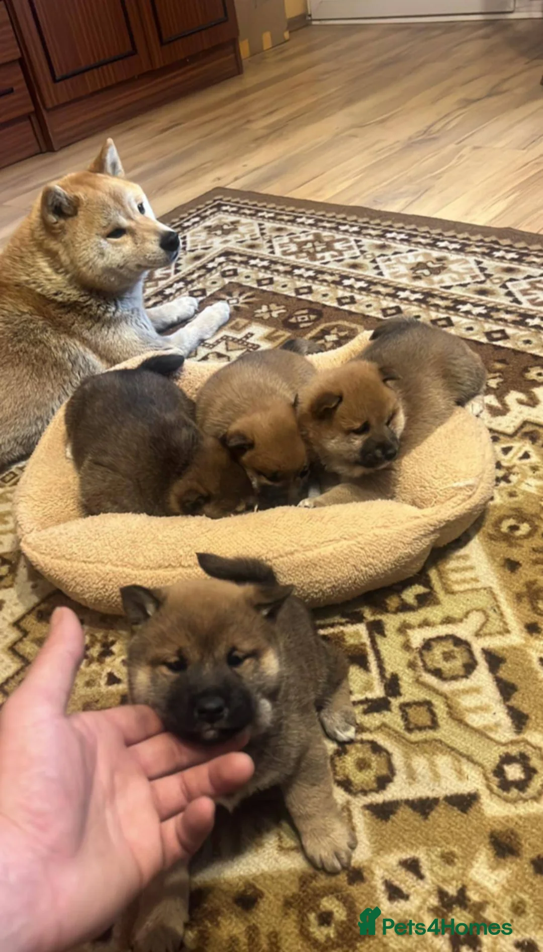 Japanese Shiba Inu dogs for sale: Pure Breed Japanese Shiba Inu Puppies  in Goole - Advert 38