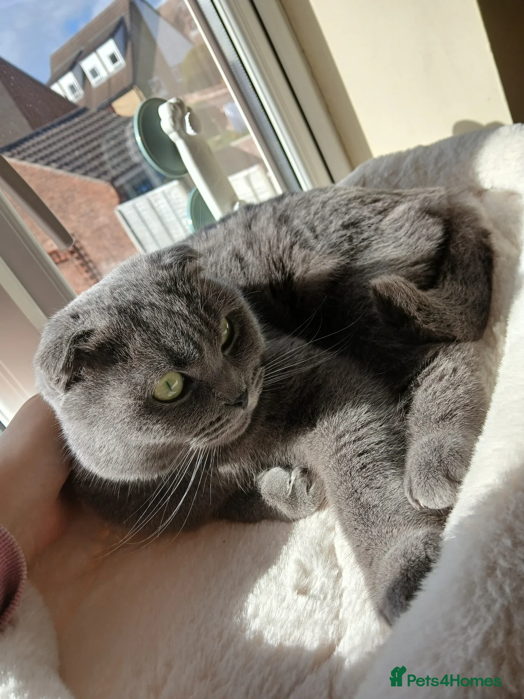 Scottish Fold cats for sale: Sweet female Scottish fold for sale - Advert 2