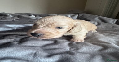 Miniature Dachshund dogs - Advert 12
