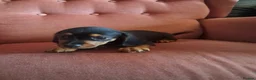 Jackshund dogs for sale: Miniature dachshund x miniature jack russell pups - Advert 6
