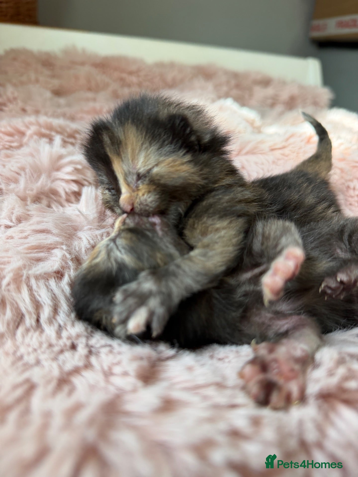 Mixed Breed cats Healthy Fluffy Black Tortie Ragdoll Cross Kittens  - Advert 2
