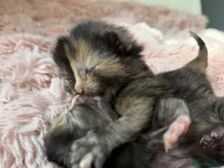Mixed Breed cats Healthy Fluffy Black Tortie Ragdoll Cross Kittens - Advert 2