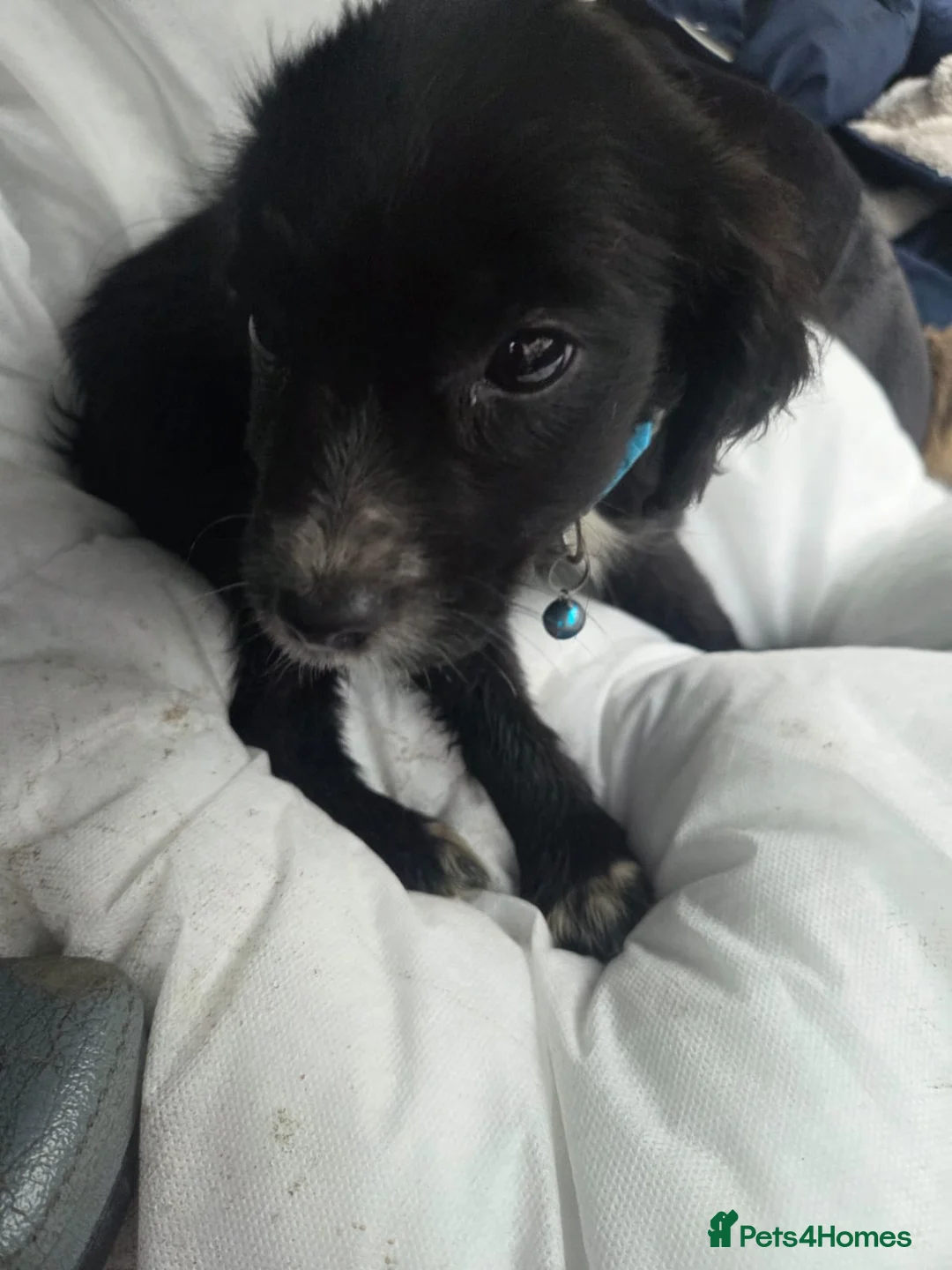 Cockapoo dogs for sale: Poodle x jack russell - Advert 2