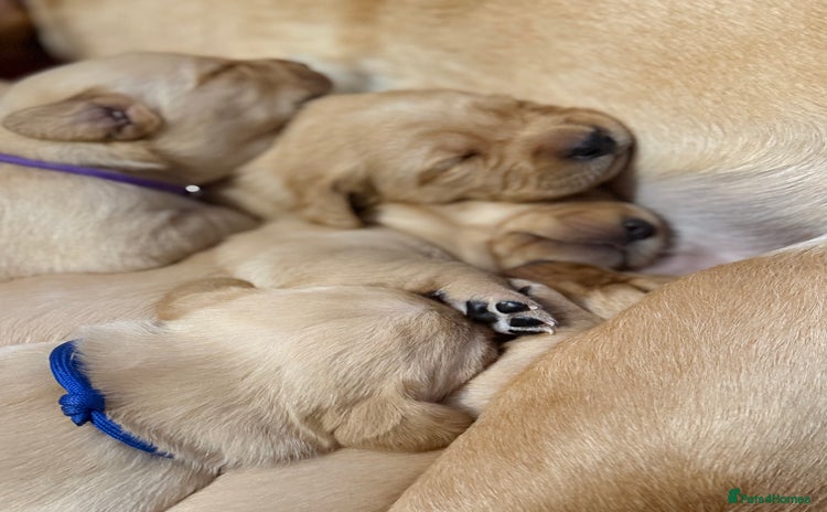 Labrador Retriever dogs - Advert 8