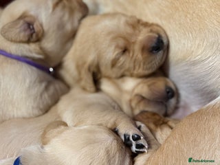 Labrador Retriever dogs Red fox Labradors - Advert 7