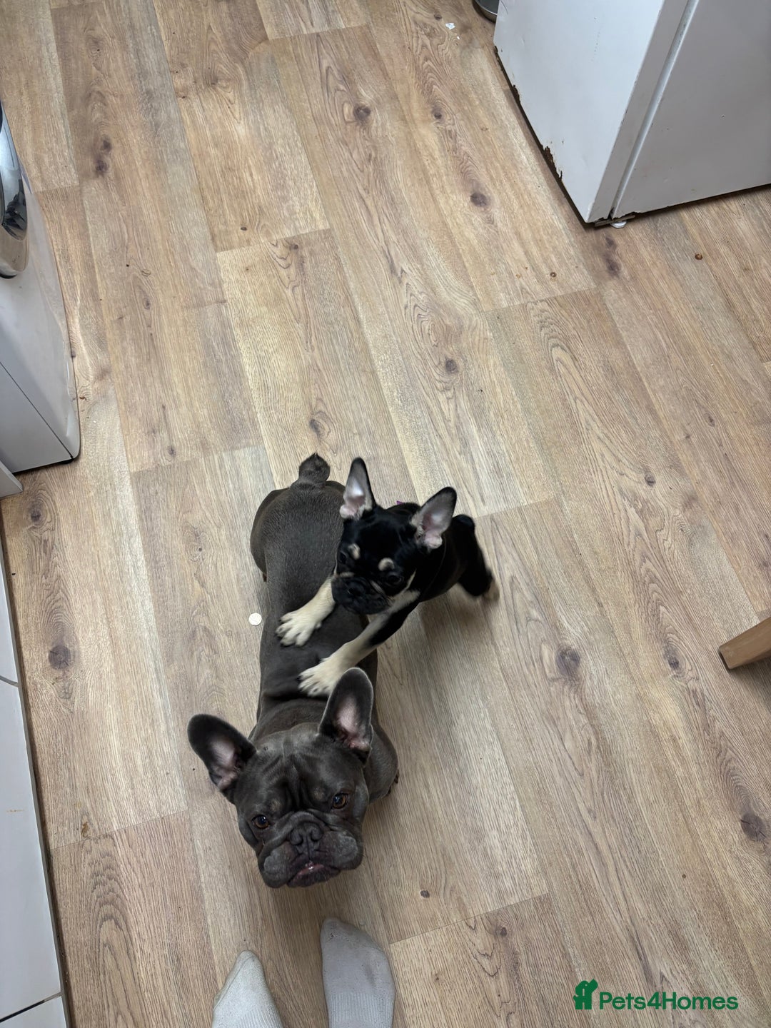French Bulldog dogs for sale: Beautiful female frenchie - Advert 3