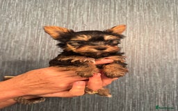 Yorkshire Terrier dogs for sale: Yorkshire terrier puppy  - Image 24