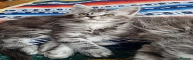 Maine Coon Kitten 4