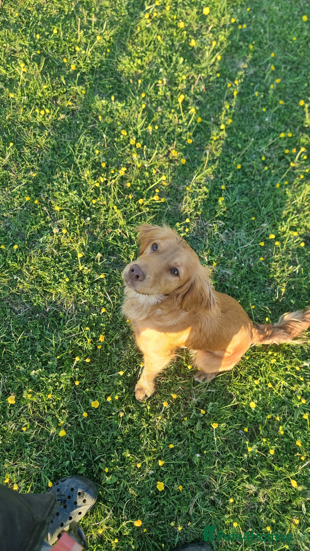 Cockapoo dogs for sale: Stunning litter of cockapoos, 2 males, 3 females - Advert 8