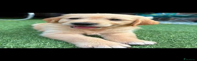 Golden Retriever 6