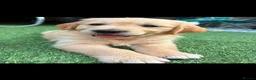 Golden Retriever dogs for sale: Golden Retriever puppys in Harrow London  - Advert 5