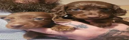 Miniature Dachshund dogs for sale: Three Beautiful Male Dachshund Puppies - Advert 9