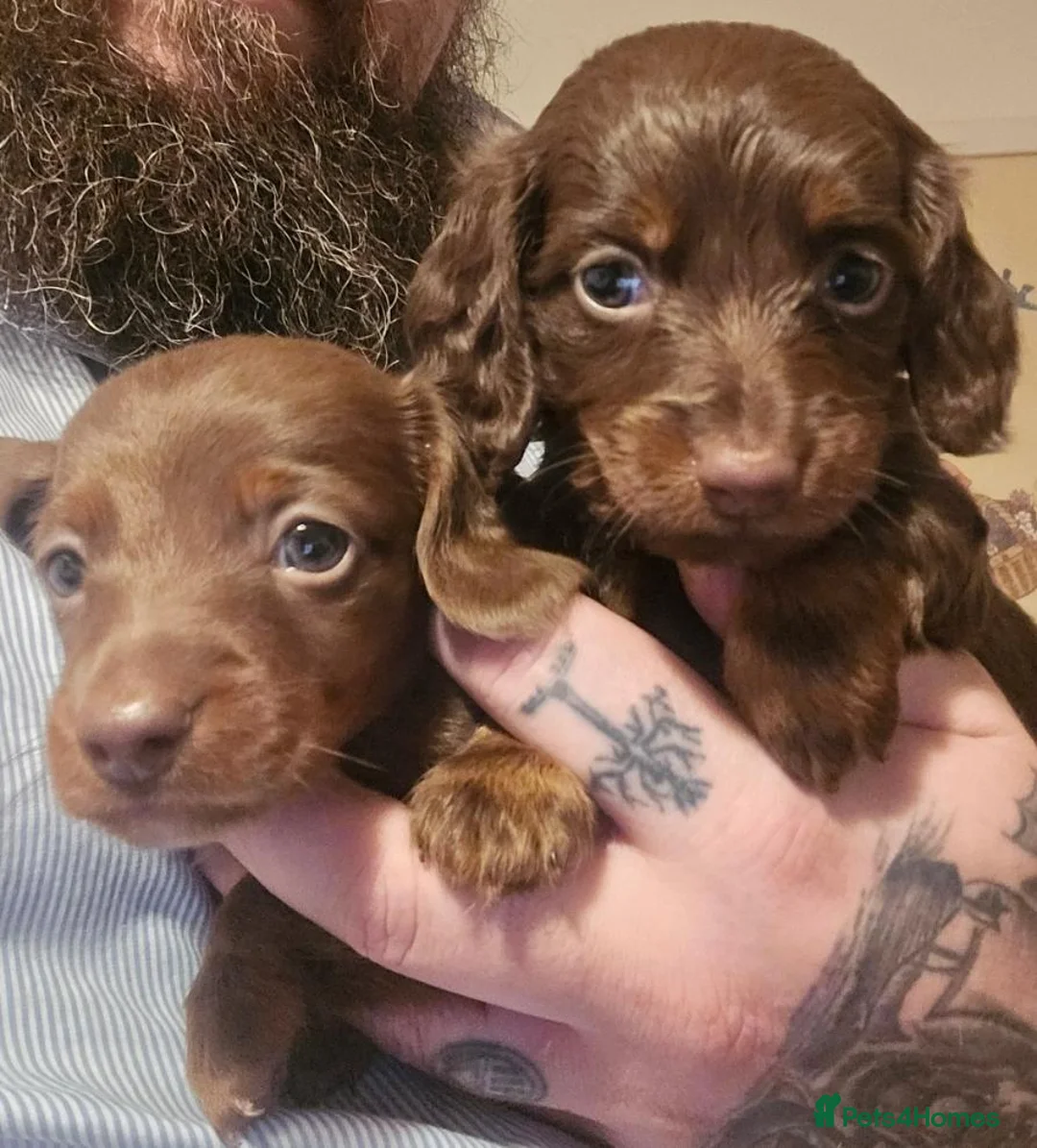 Miniature Dachshund dogs for sale: Three Beautiful Male Dachshund Puppies - Advert 9