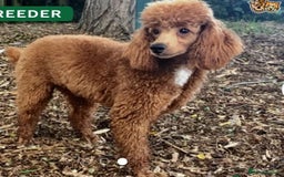 Cockapoo dogs for sale: Cockapoo  Puppies PRA UNAFFECTEDD  - Image 7