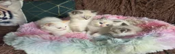 Ragdoll cats for sale: GCCF Registered Gorgeous Kittens  - Advert 25