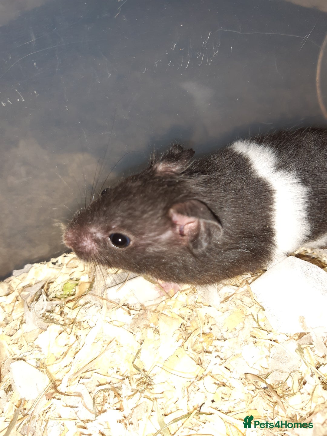 Hamster rodents for sale: Baby Syrian hamsters - Advert 6