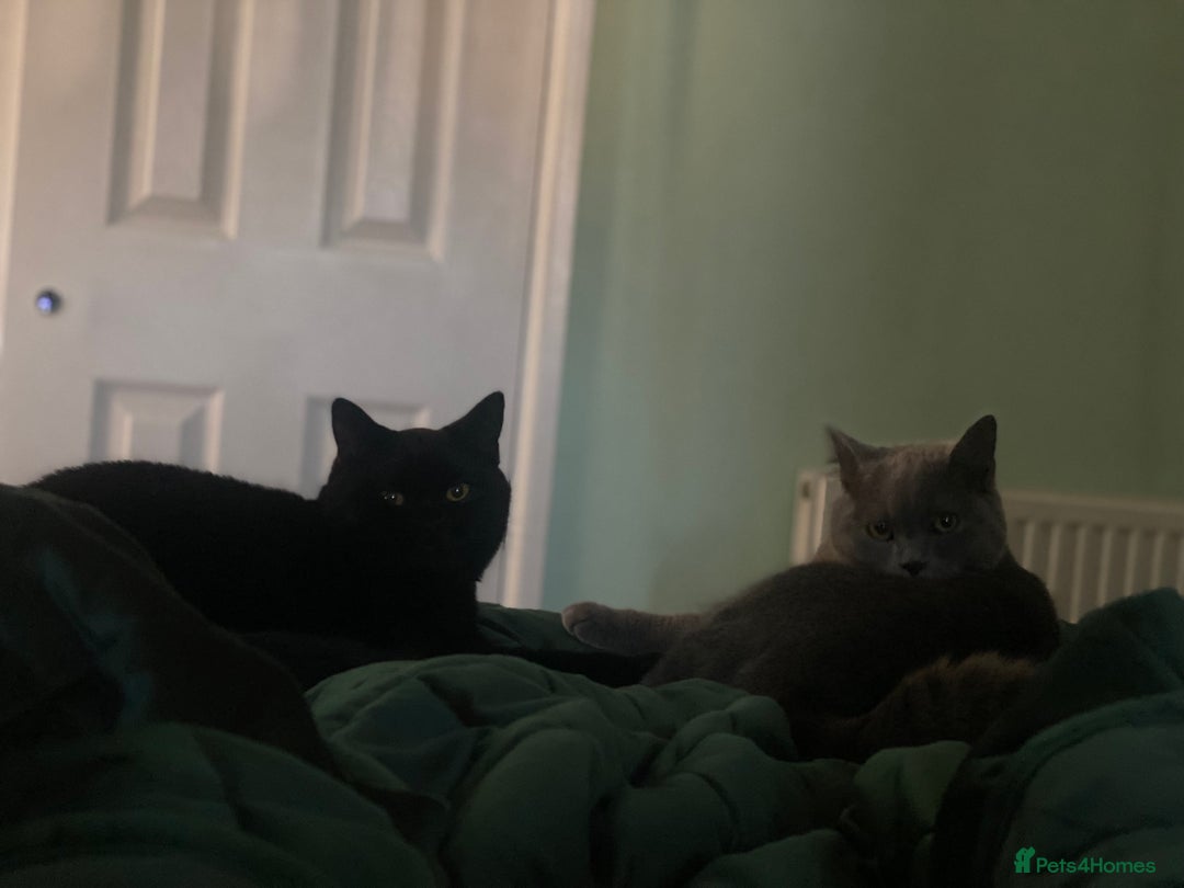 British Shorthair cats for sale: Stunning Rare Pedigree British Shorthair Brothers - Advert 7