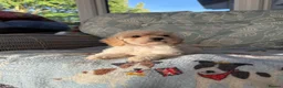 Cavapoochon dogs for sale: Beautiful Cavapoochon Puppies - Ready Now  - Advert 24