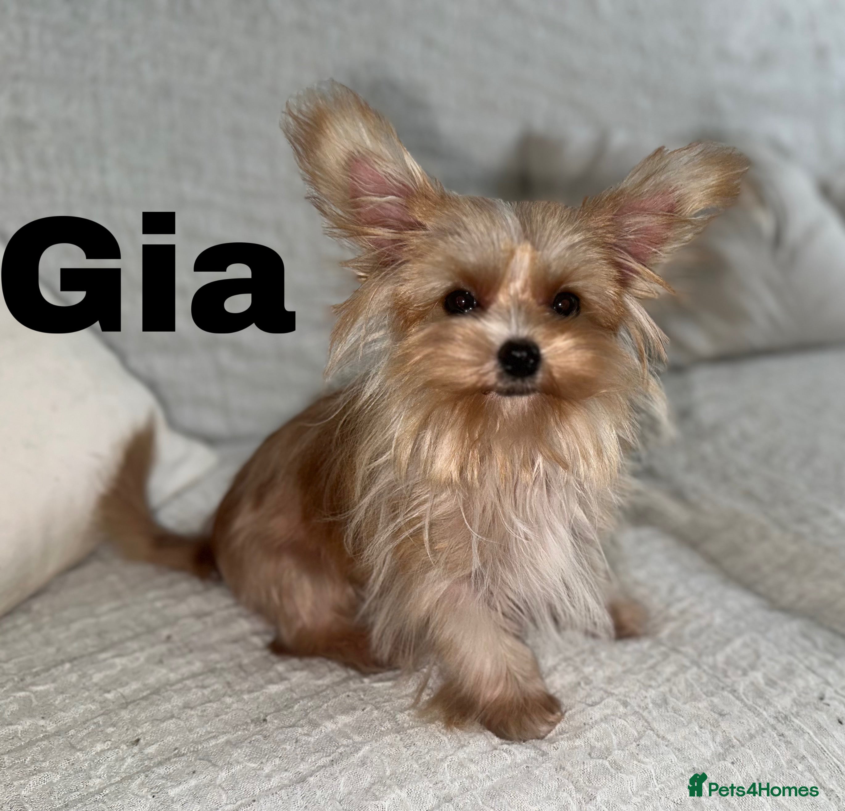 Yorkshire Terrier dogs Gorgeous Yorkshire Terriers - Advert 1