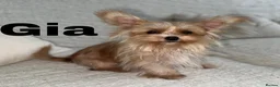 Yorkshire Terrier dogs for sale: Gorgeous Yorkshire Terriers - Advert 1