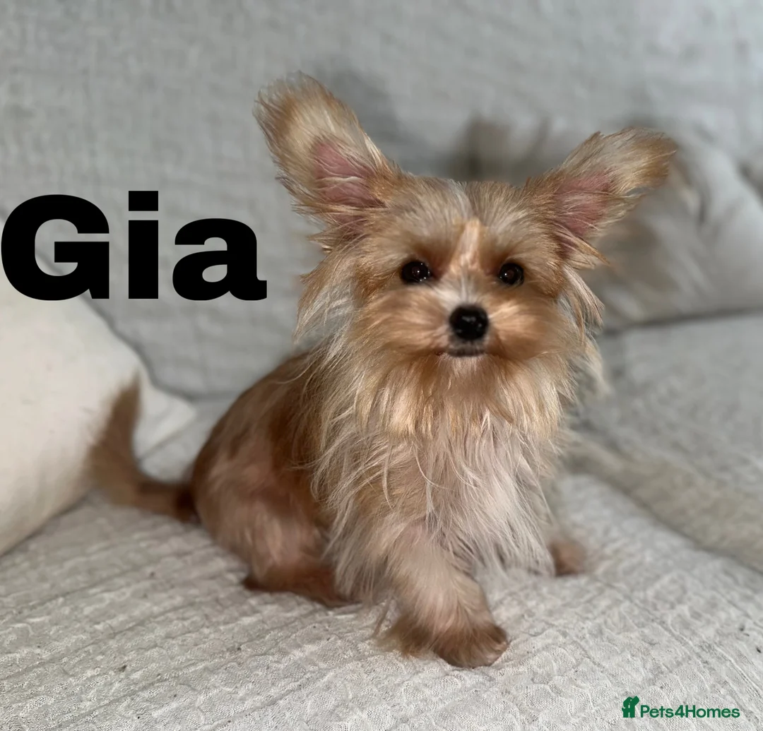 Yorkshire Terrier dogs for sale: Gorgeous Yorkshire Terriers - Advert 1