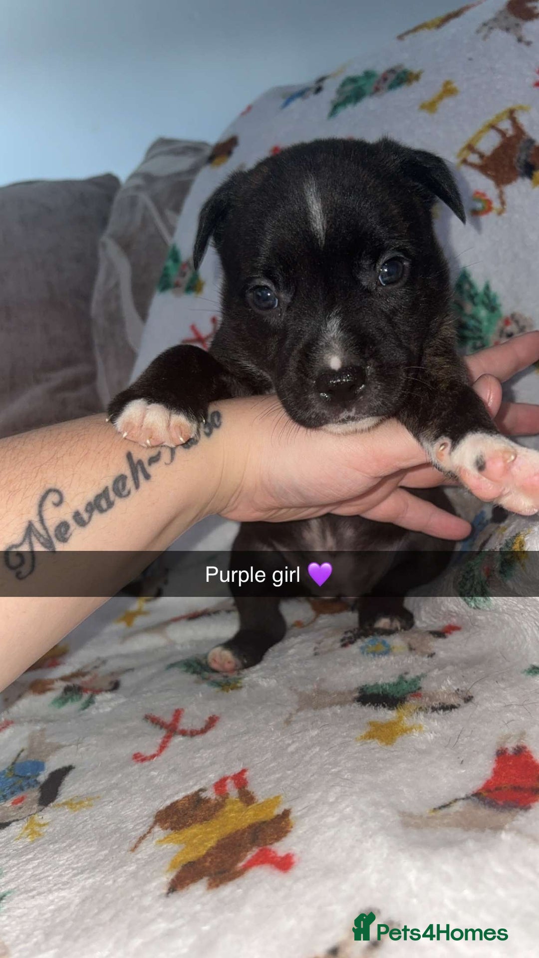 Staffordshire Bull Terrier dogs for sale: Staffordshire bull terrier puppies  - Image 7