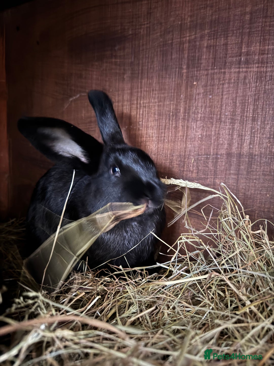 Mixed Breed rabbits for sale: Baby rabbits  - Advert 12
