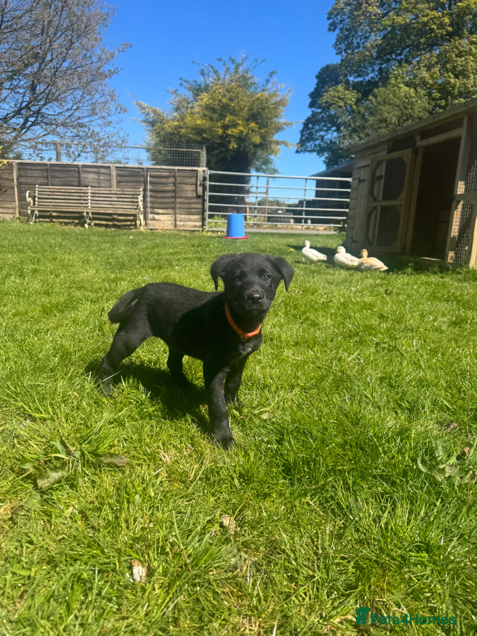 Borador dogs **Ready Now Borador Puppies** - Advert 1