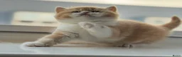 British Shorthair cats for sale: Two stunning male kittens TICA reg (September)  - Advert 13