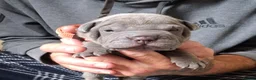 Staffordshire Bull Terrier dogs for sale: Staffy x sharpei  - Advert 11