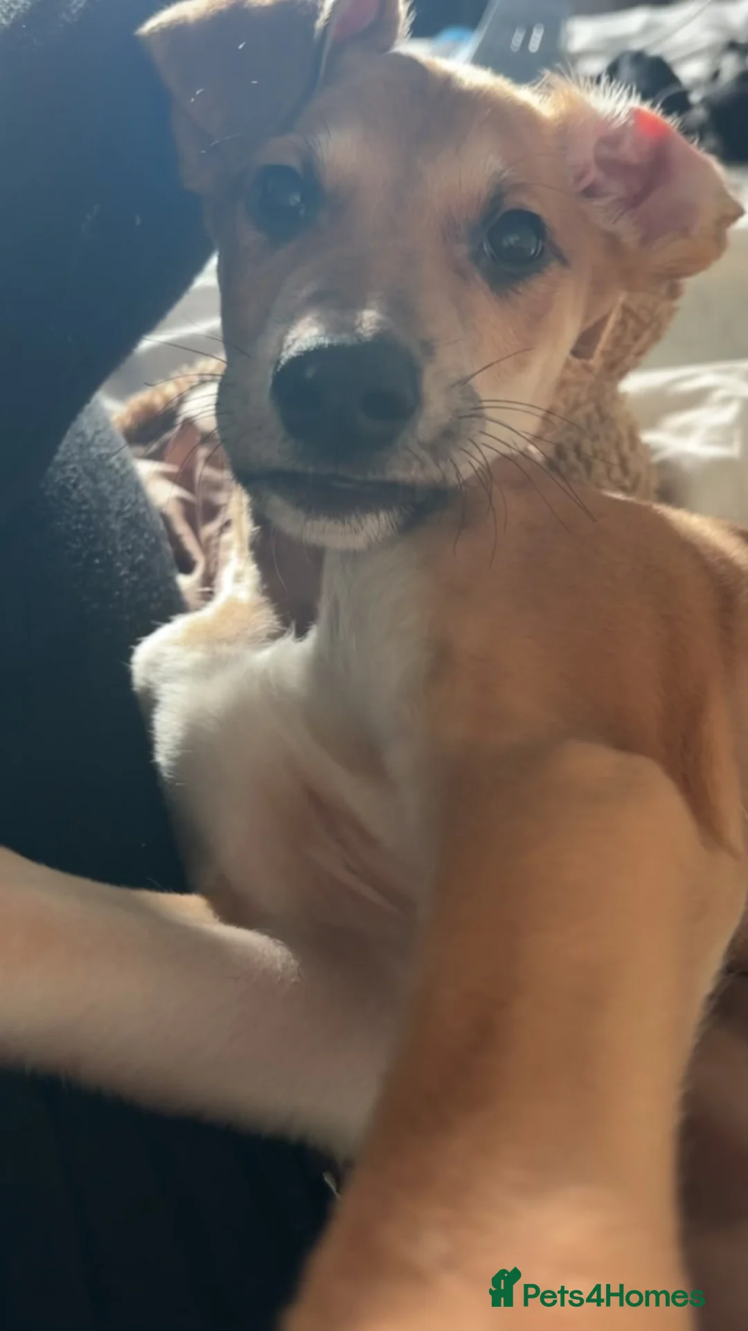 Lurcher dogs for sale: Whippet greyhound saluki  in Dorchester - Advert 2