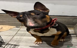 Bull Terrier dogs for sale: Beautiful Tri colored kc reg female  in Woodbridge - Image 2
