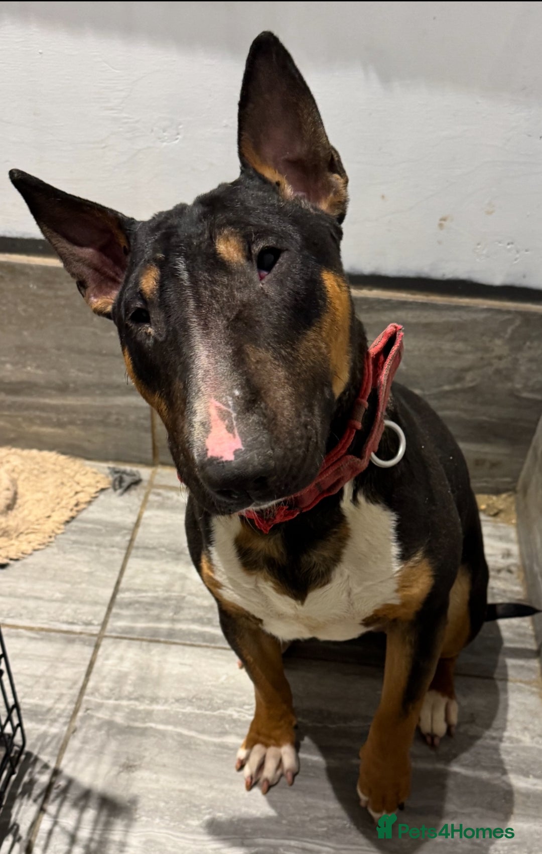 Bull Terrier dogs for sale: Beautiful Tri colored kc reg female  in Woodbridge - Image 2