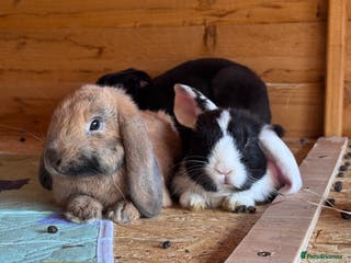 Mini Lop rabbits Baby bunnies looking for their forever homes🩵🩷 - Advert 18
