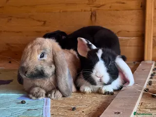 Mini Lop rabbits Baby bunnies looking for their forever homes🩵🩷 - Advert 20