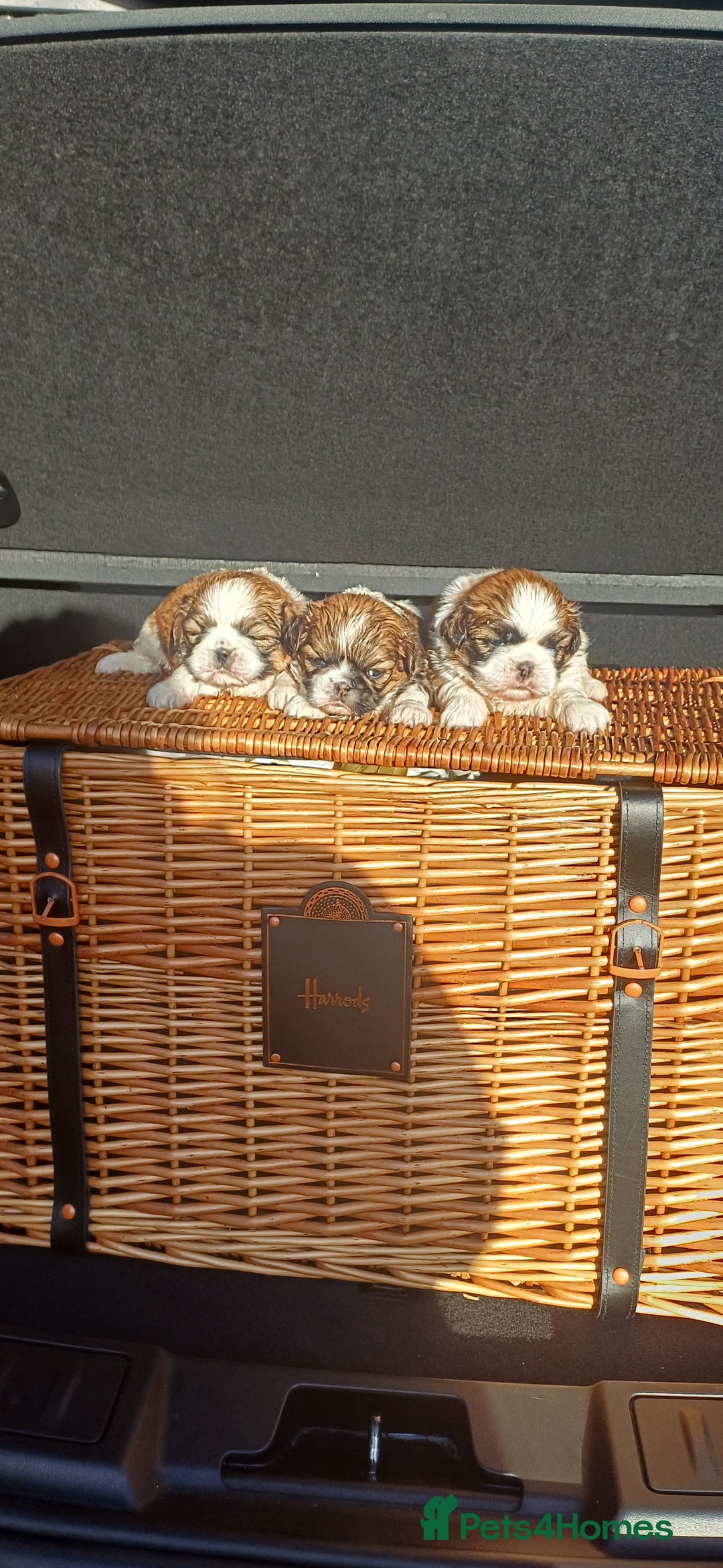 Shih Tzu dogs for sale: 3 lovely girl shih tzu puppies  - Advert 10